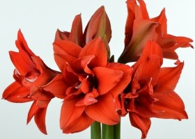 hippeastrum Celica (1)